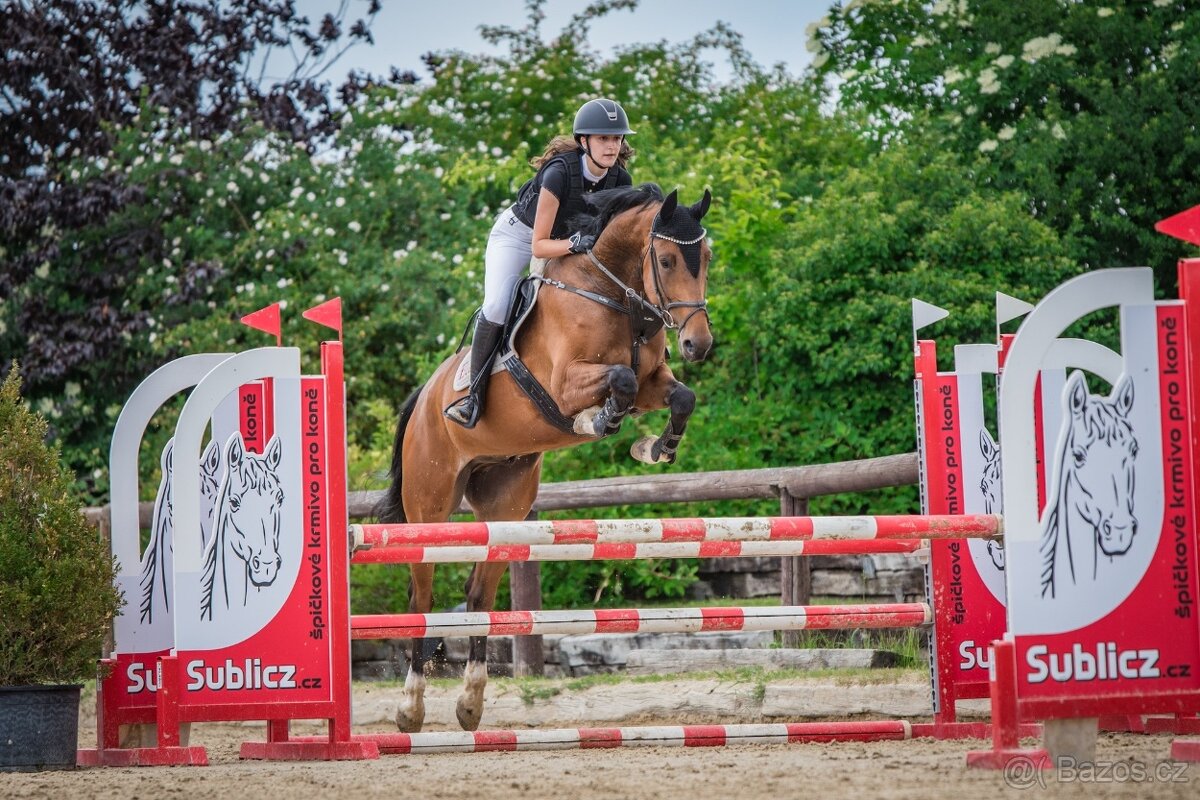 6ti letý spolehlivý valach - 2