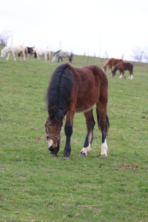 Prodám hřebečka ČMB - 2