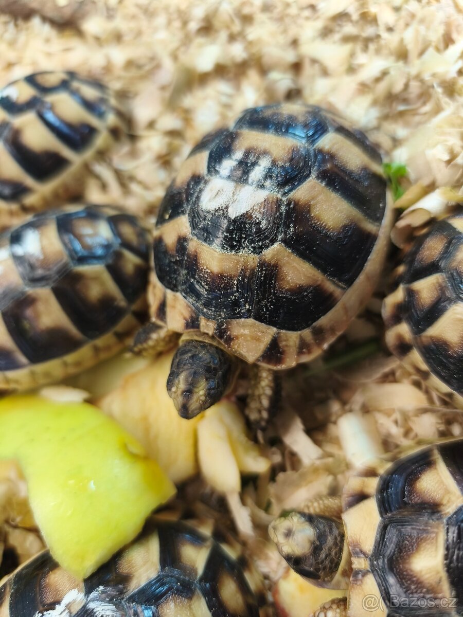 Želva suchozemská - zelenavá, vroubená - 2