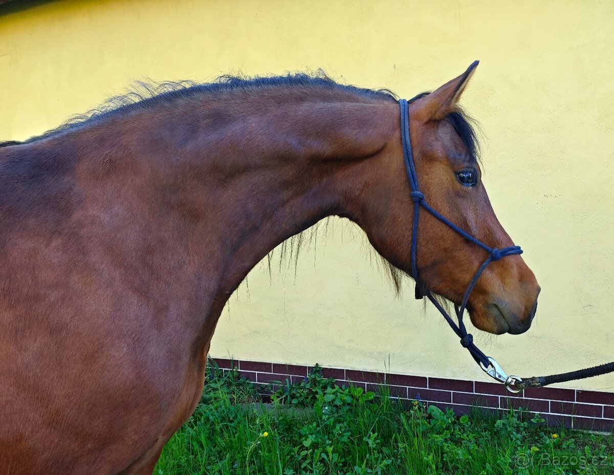 Klisna 4 roky - 2