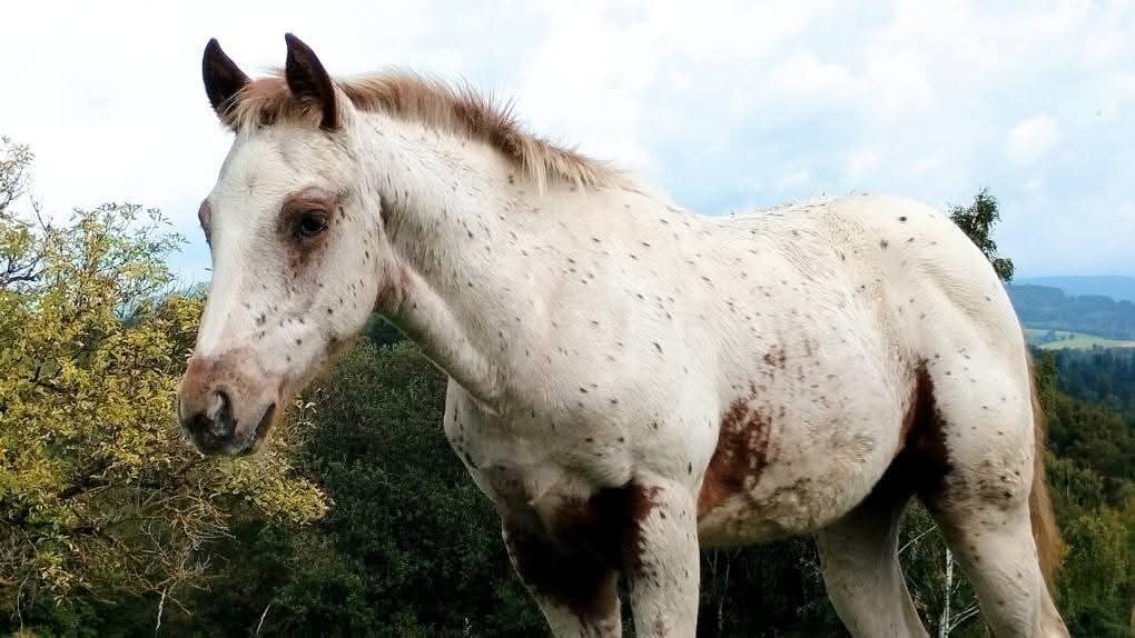 Nádherná Appaloosa klisnička - 2