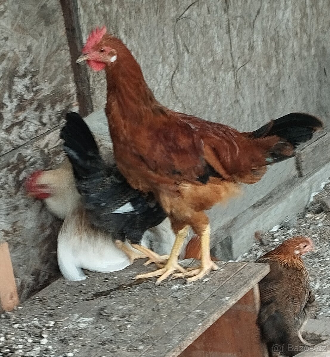 Kohouti - 2