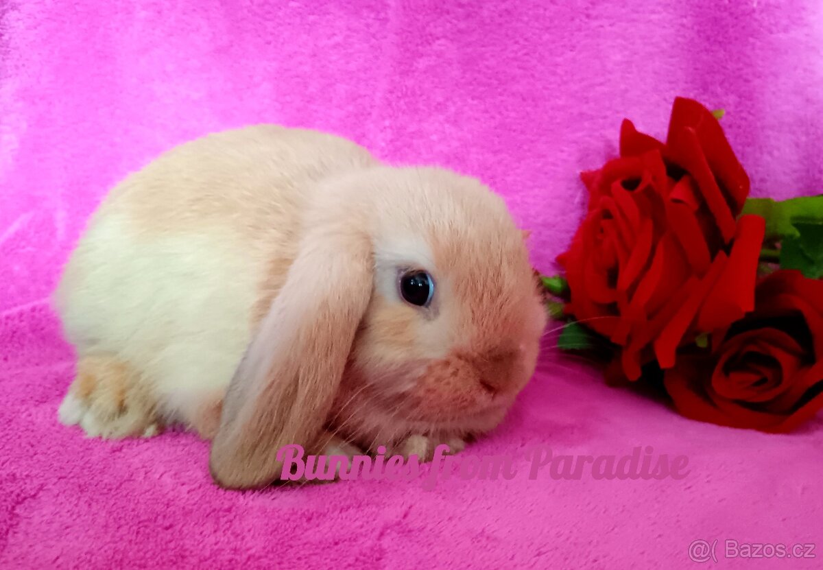 BOUBELATÉ SESTŘIČKY HLEDAJÍ MILUJÍCÍ NÁRUČ ❤️❤️❤️ - 2