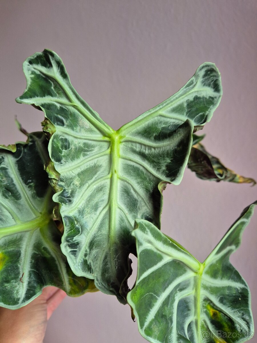 Alocasie - hlízy, rostliny - 2