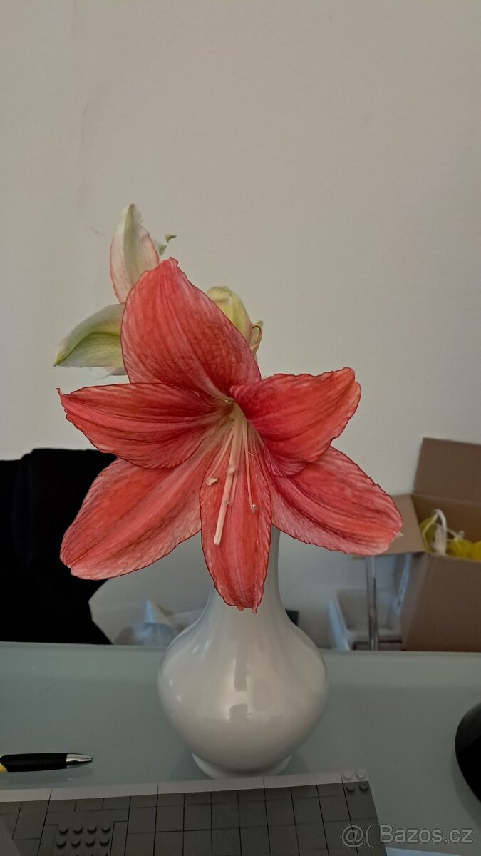 3x Amaryllis - Amarylis - 2