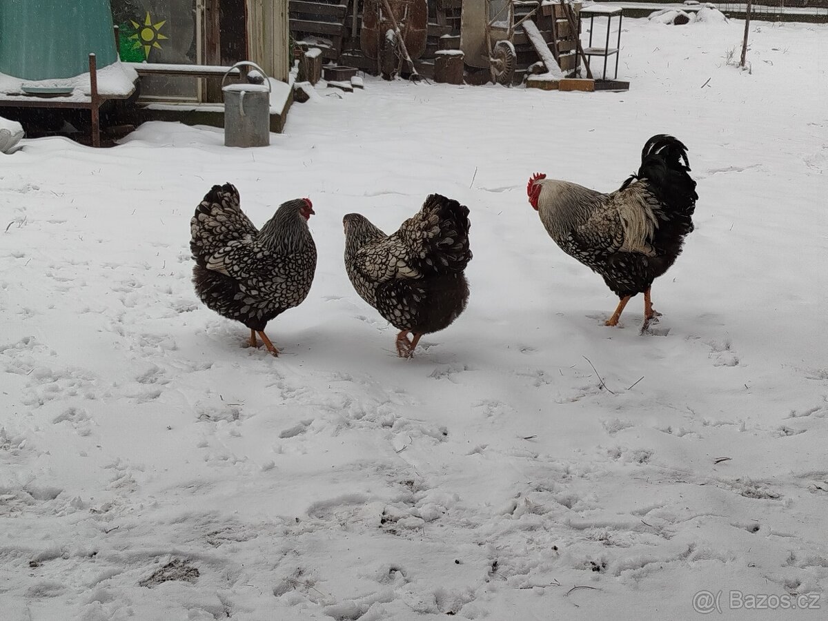 N.V.wyandotka velka - 2