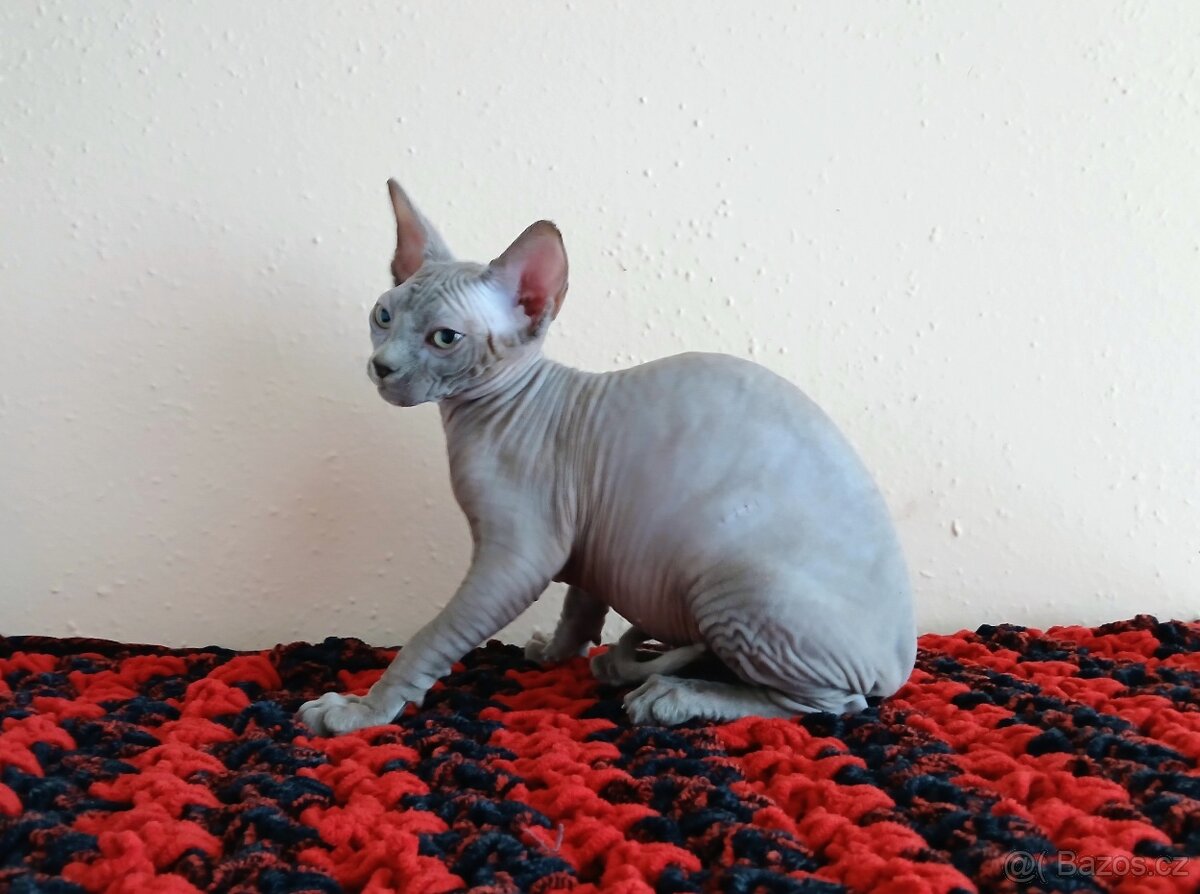Kanadský sphynx PP - 2