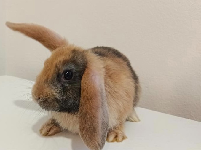 Samička zakrslého beránka - 2