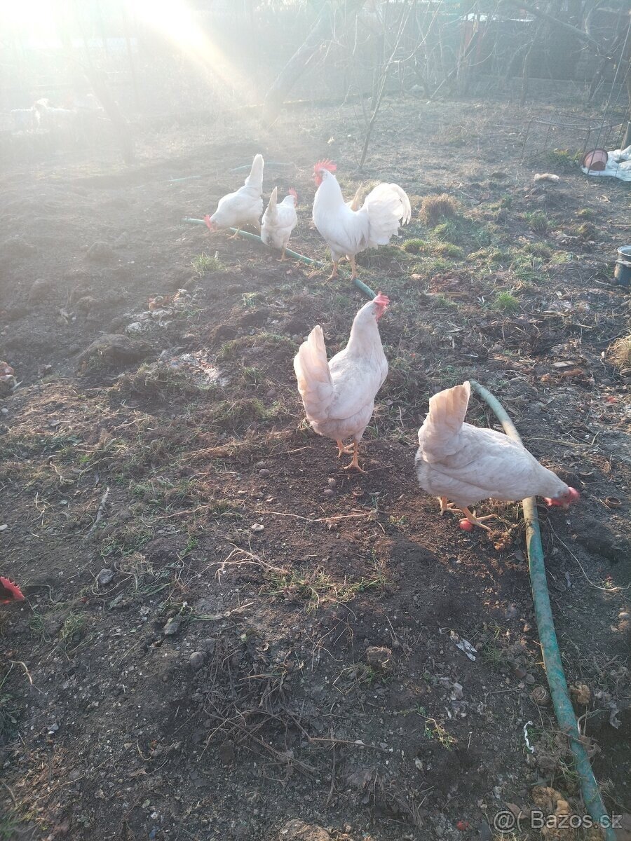 Koupím NV Leghorn - 2