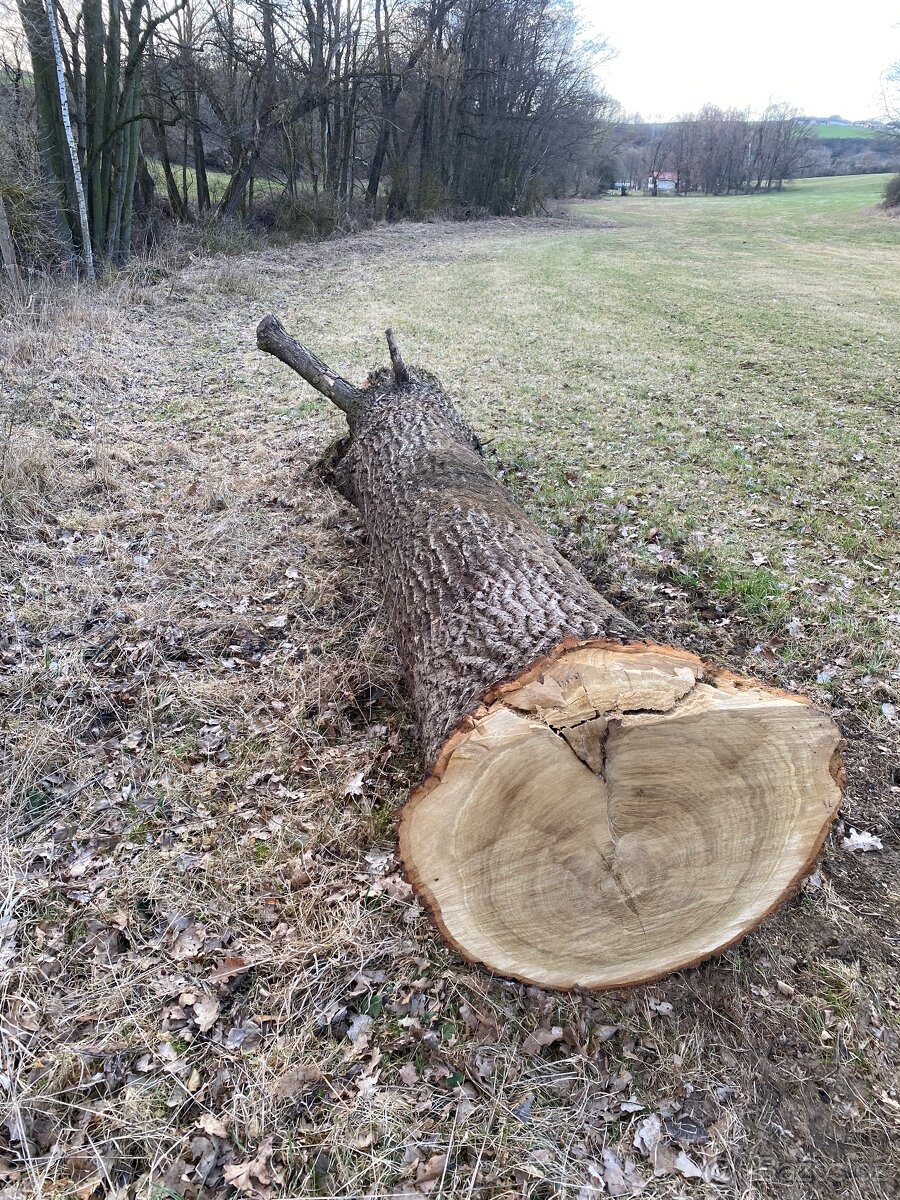 Dubová kulatina - 2