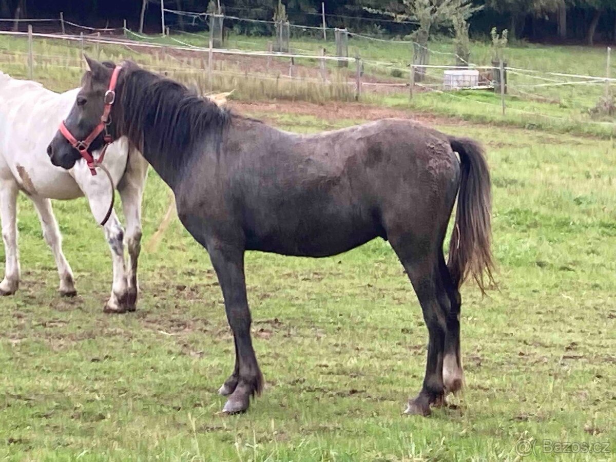 valášek wpbr 2 letý - 2