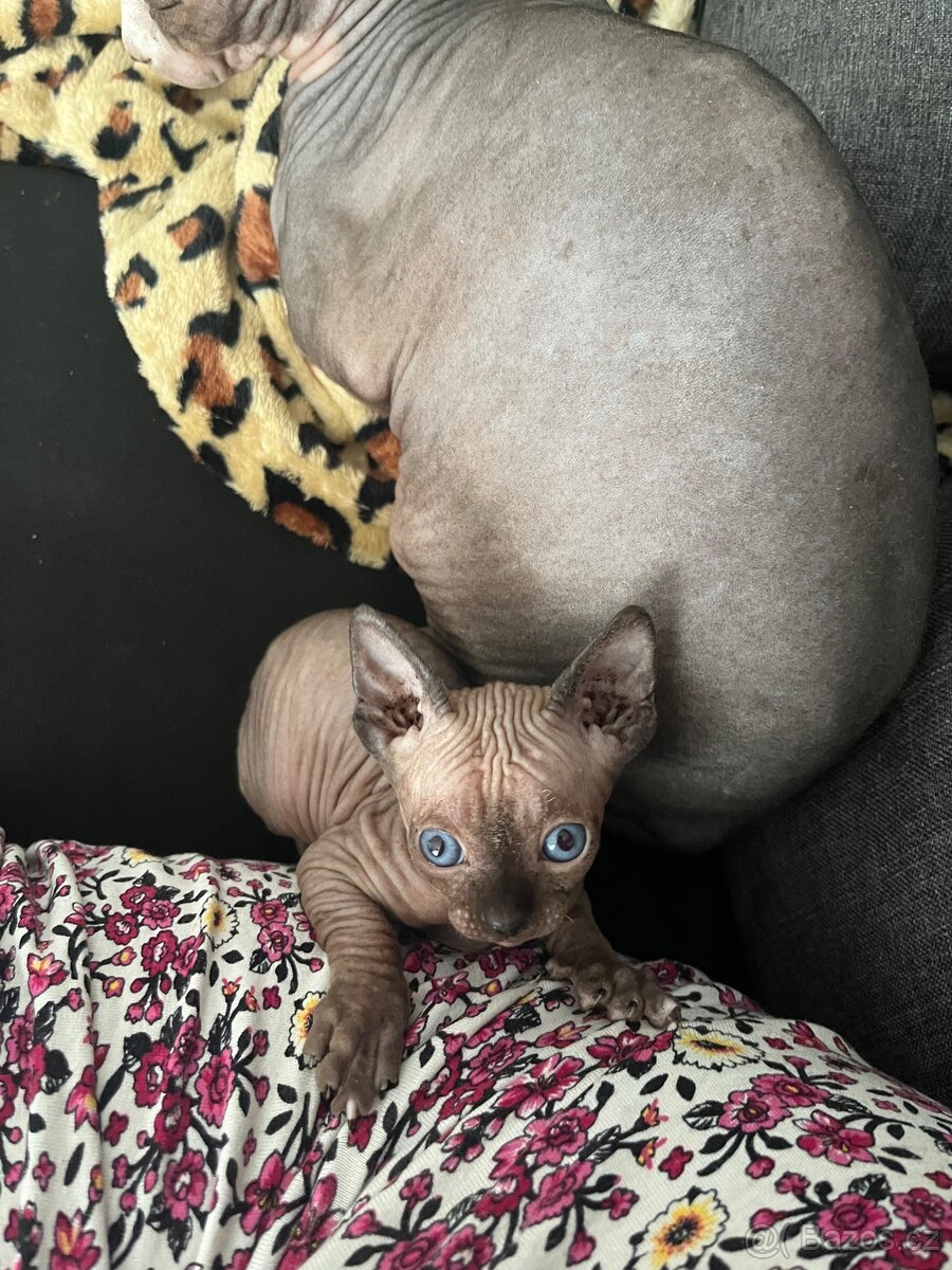 Kocourek Kanadský sphynx bez PP - 2