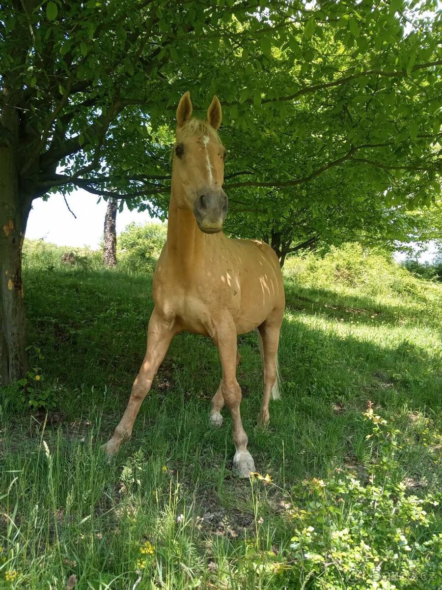 Kinský valach - 2