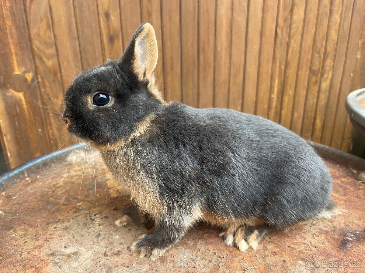 Prodám zakrslého králíka - 2