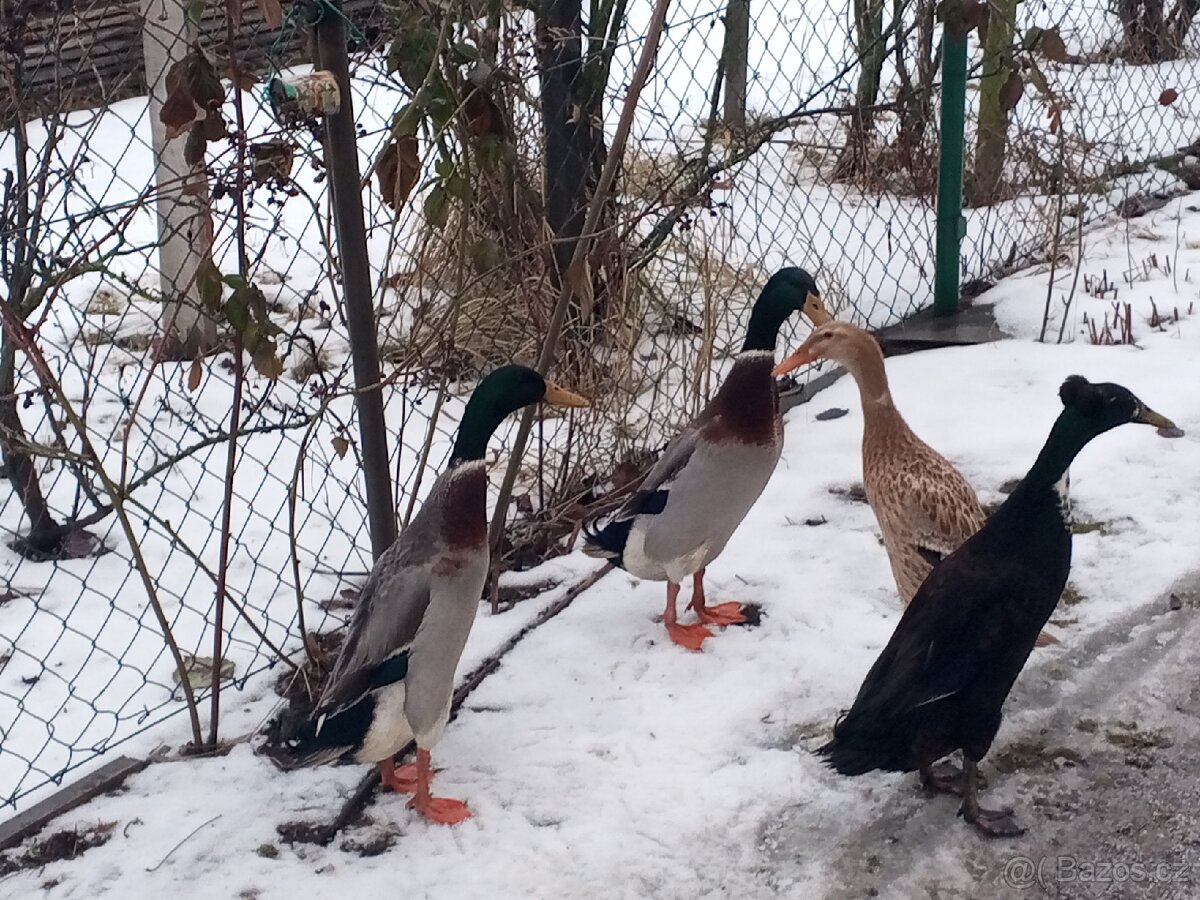 Běžec indický dva samci - 2