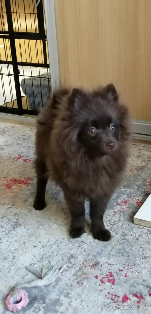 Německý špic malý hnědý - 2