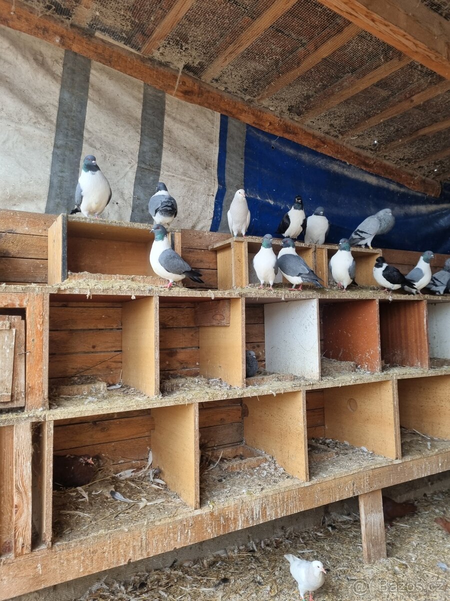 Holuby mor.pstros - 2