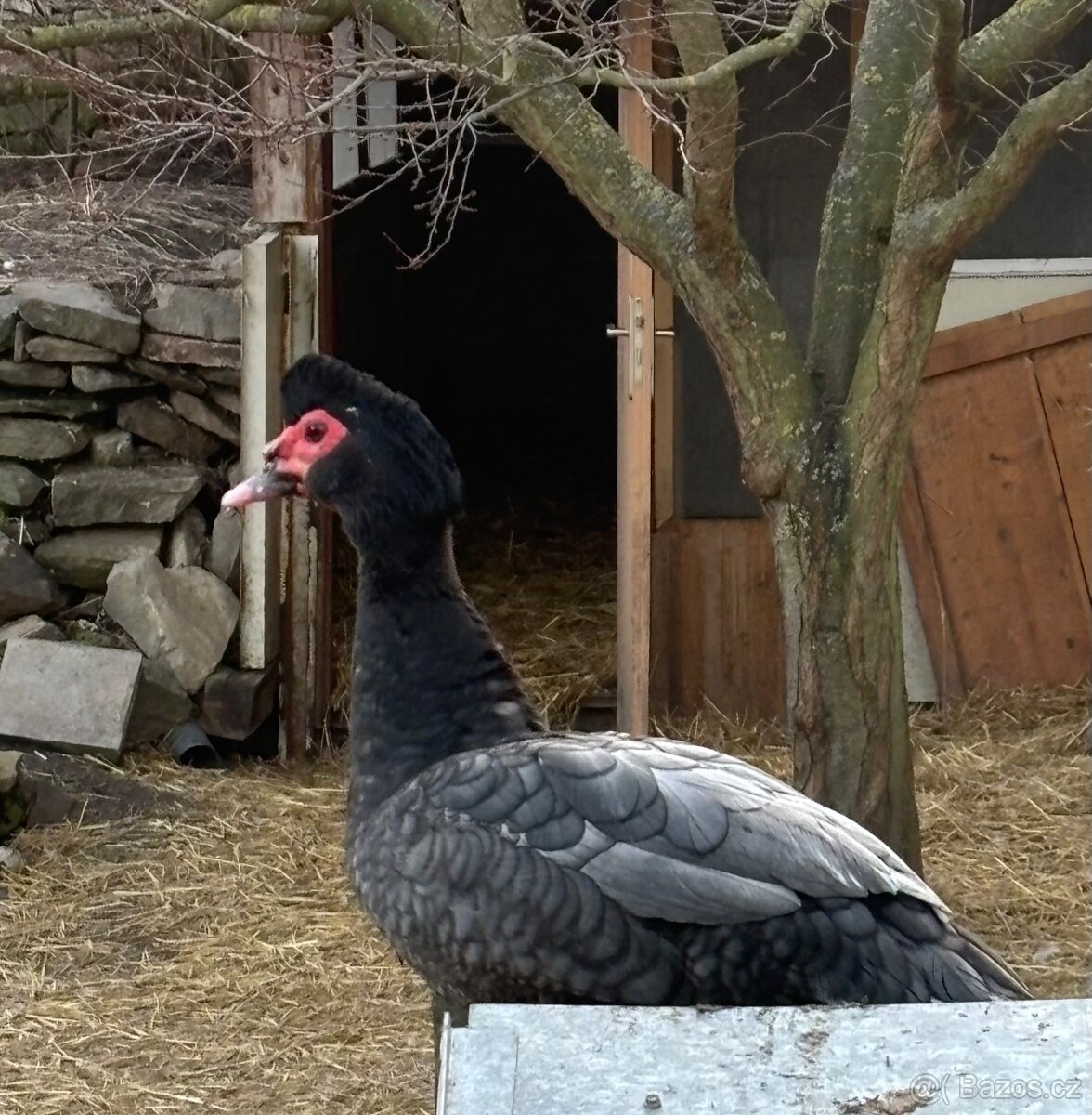 Bedřich - šedý kačer - 2