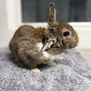 Muffinka, zakrslý králíček - 2