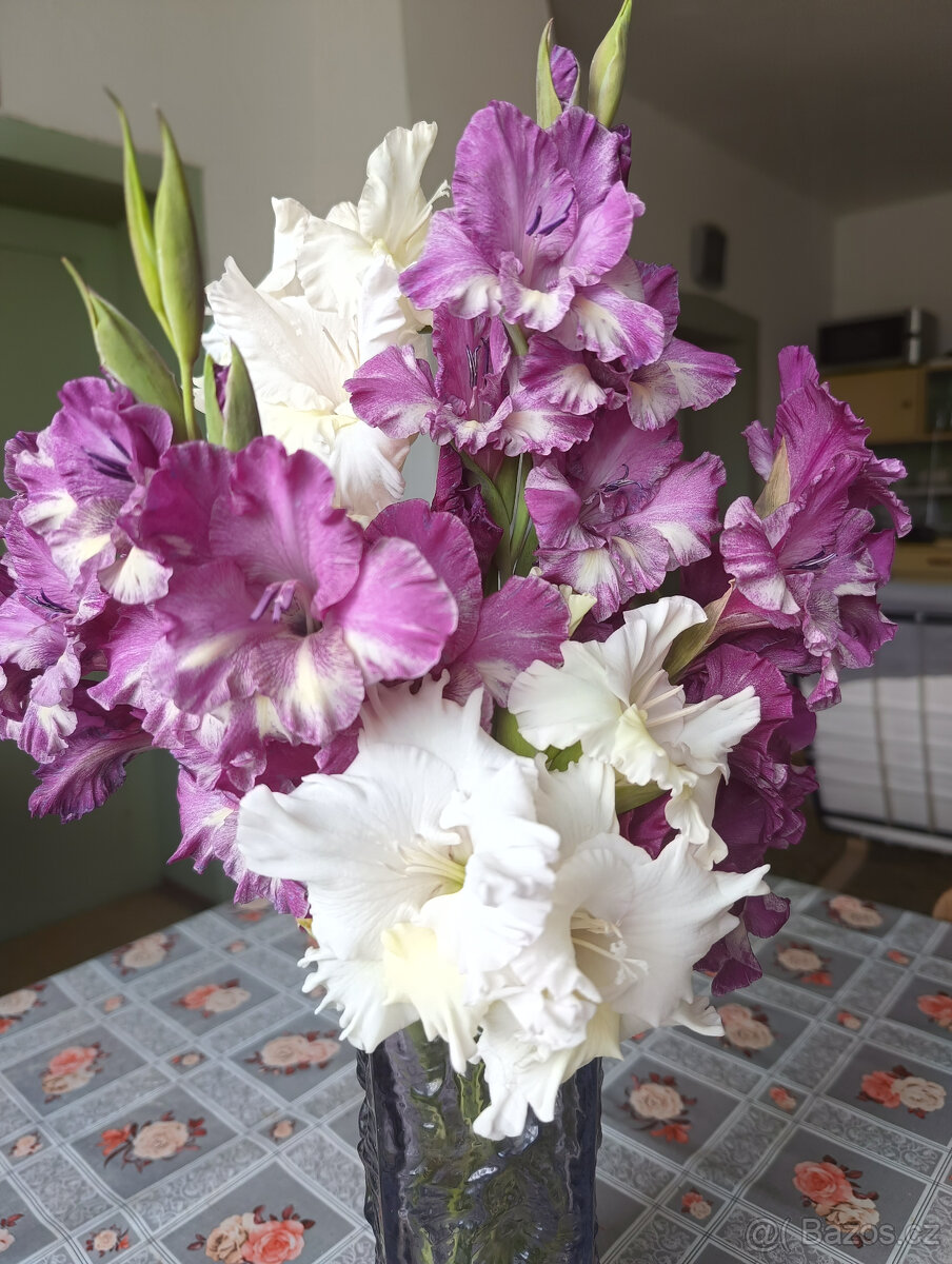 Cibule MEČÍKů - - - viz text a foto - 2