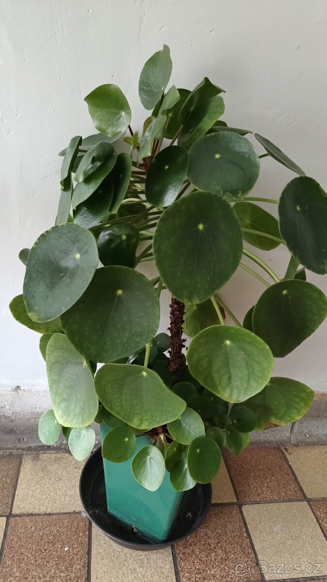 Pilea peperomioides - 2