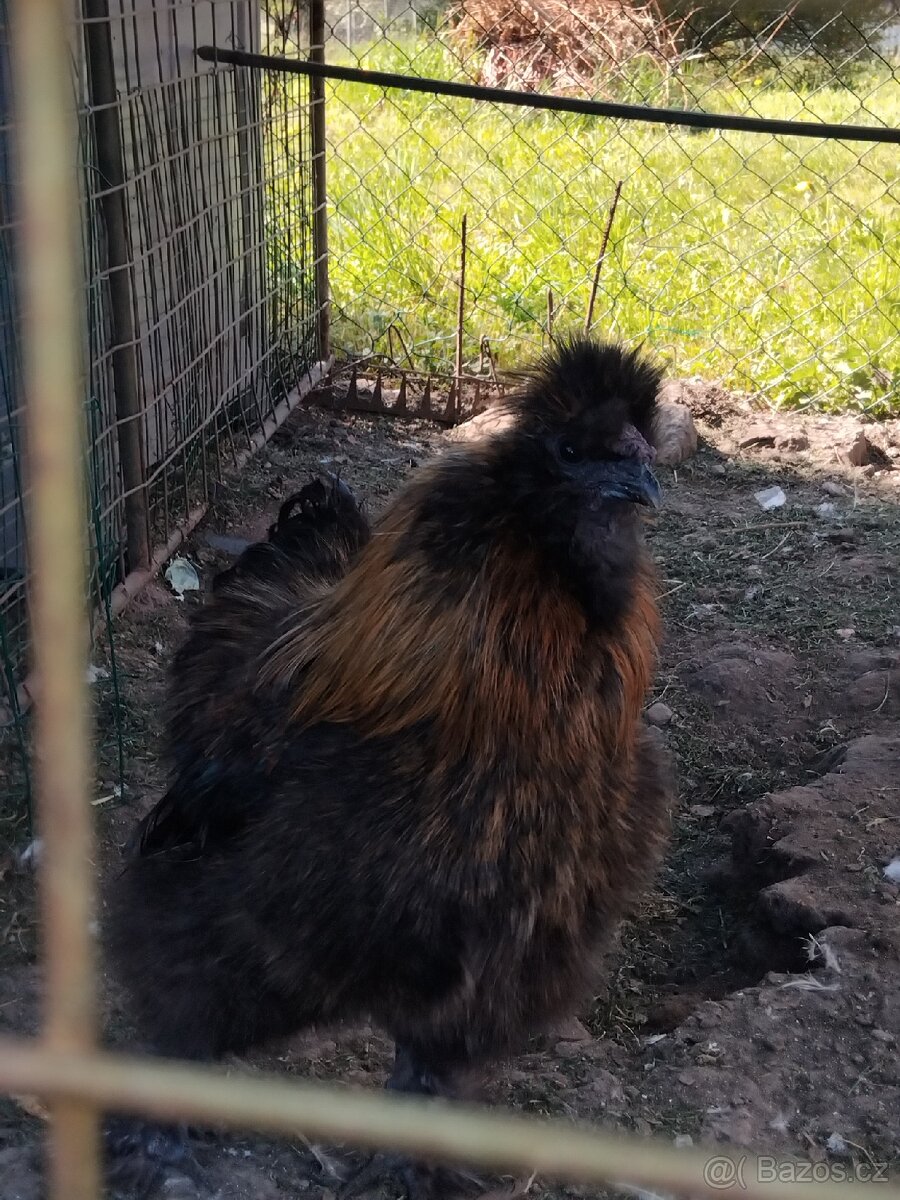 Kohout hedvábničky - 2