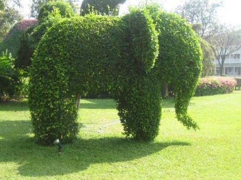 Kouzelný (zázračný) živý plot - Jilm sibiřský - 2