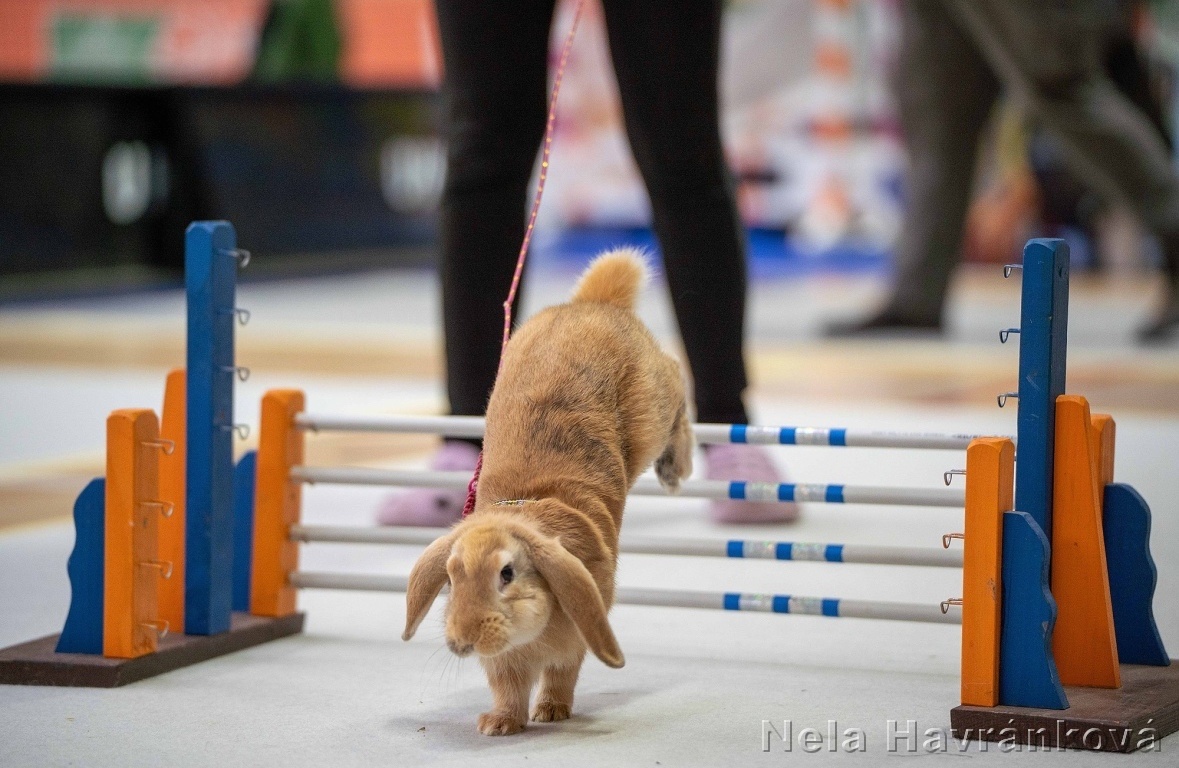 sportovní králík s pp - Assassin’s - 2