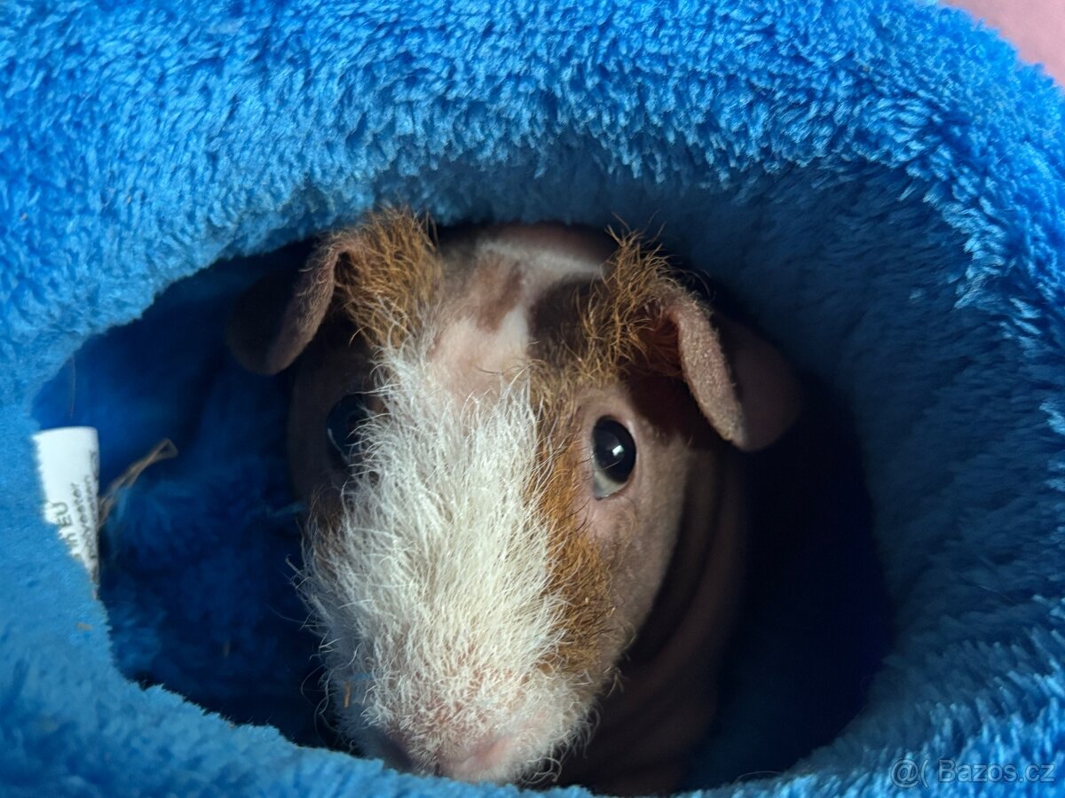 Dvě morčecí holky s klecí REZERVACE - 2