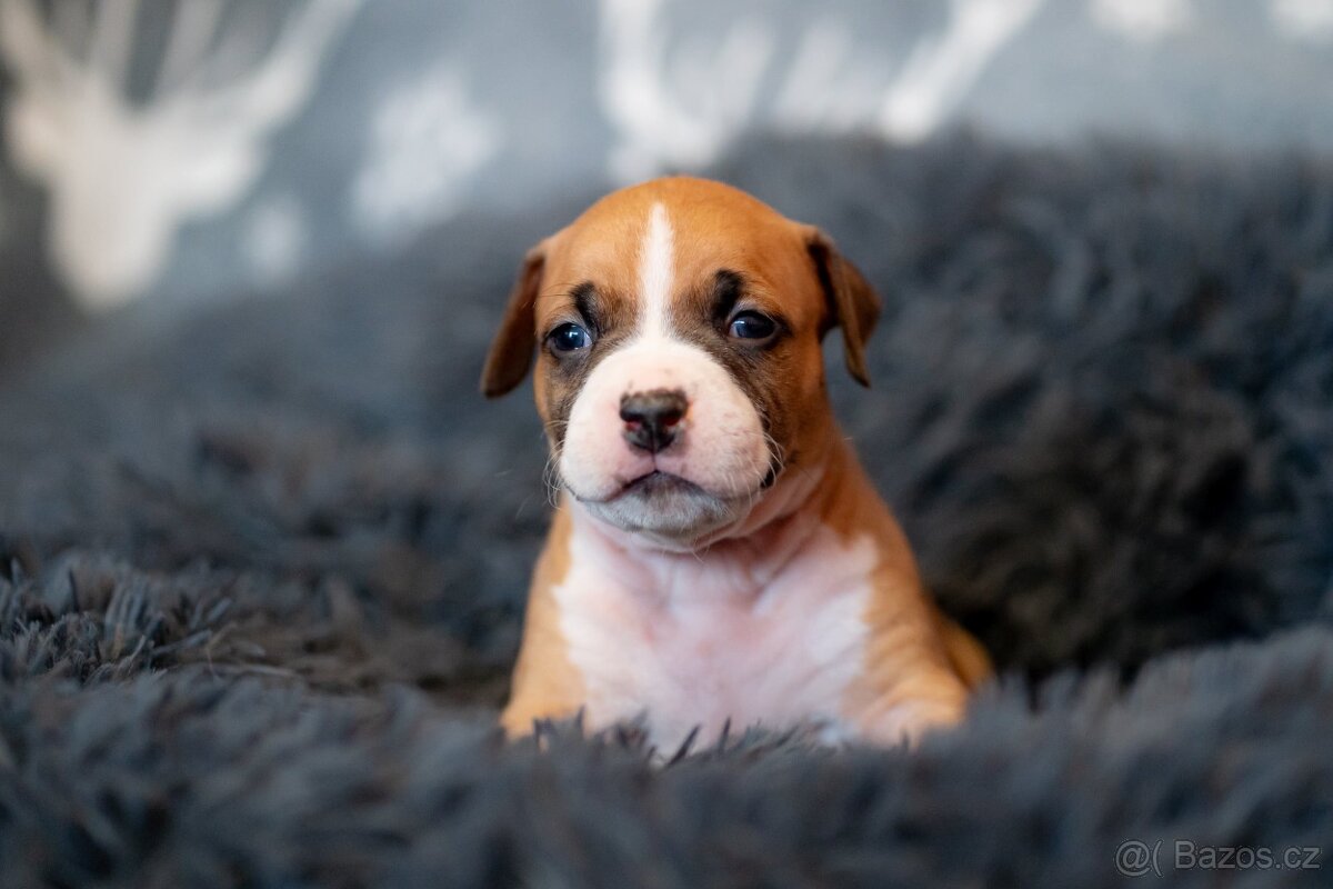 Americký stafordširský teriér s PP - 2