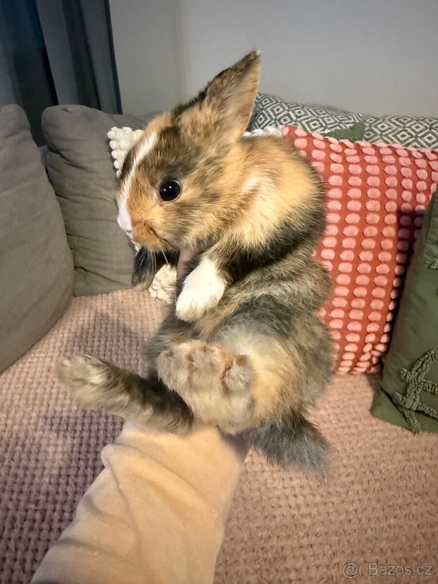 Zakrslý králíček - 2