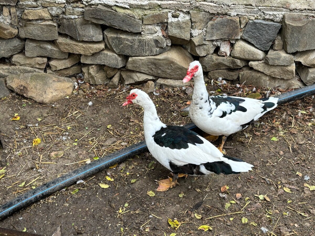 Kačer - Pižmovky - 2