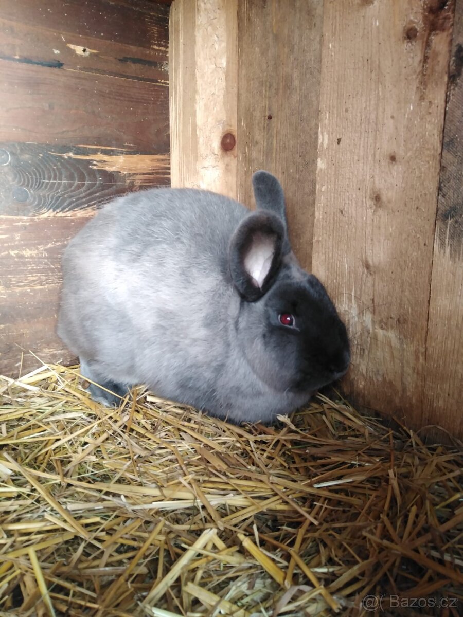 Prodám kuní velké modré - 2