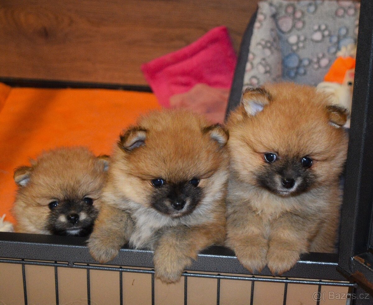 NĚMECKÝ ŠPIC MALÝ s PP - 2