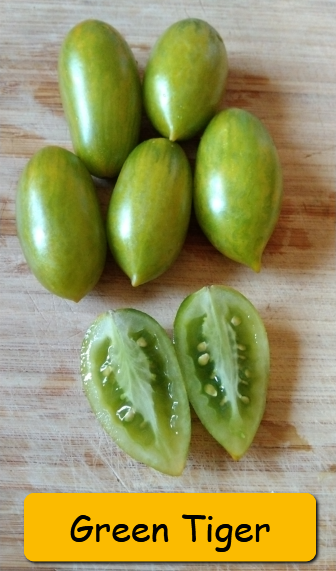 Semínka rajčata tyčkové - různé druhy - 2