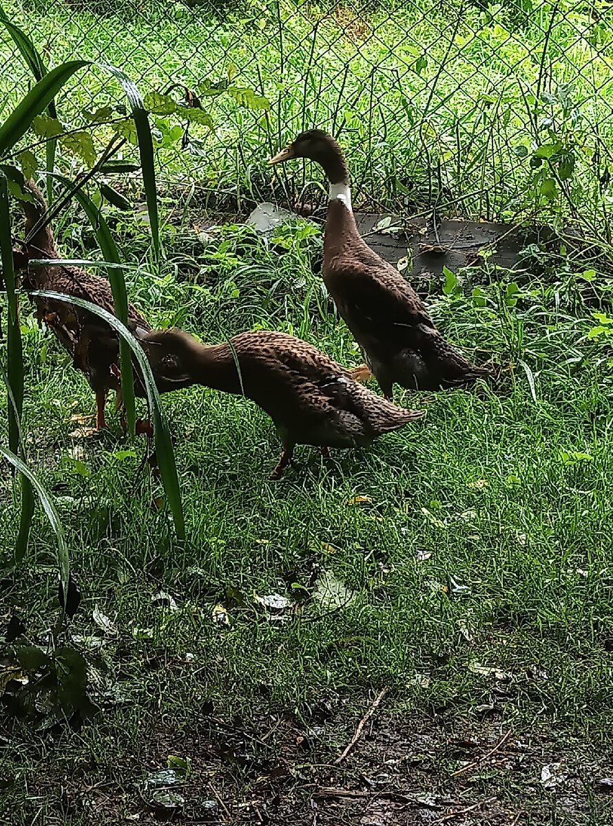 Indický běžec - 2