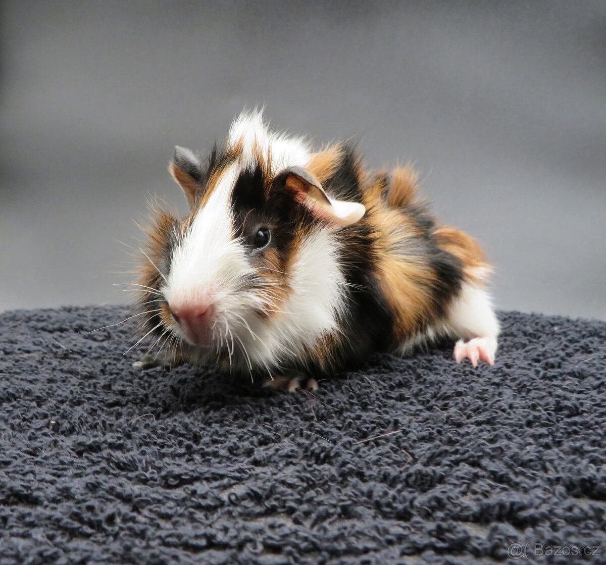 Morče, morčátko rozeta - 2