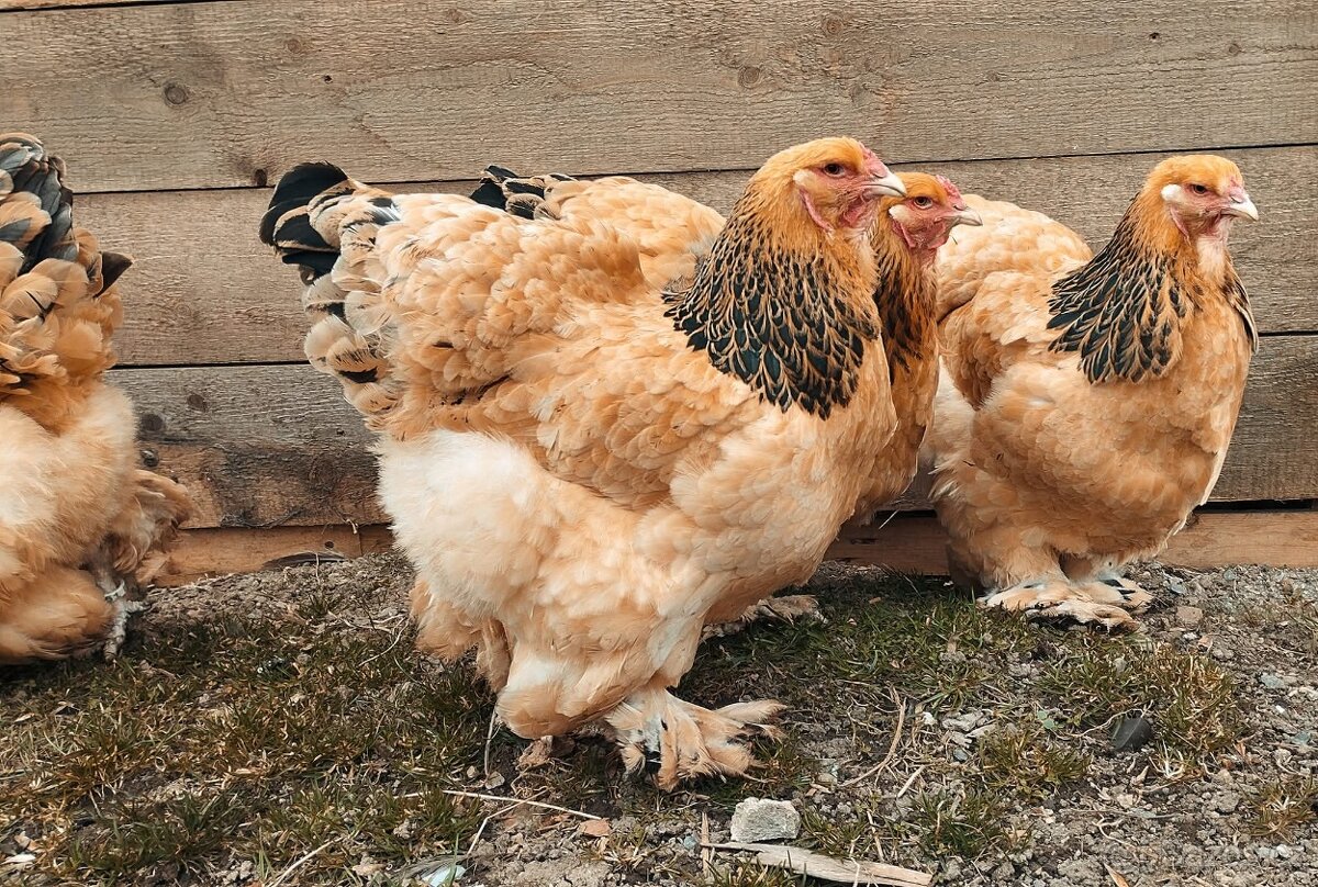 Brahmánka velká - 2