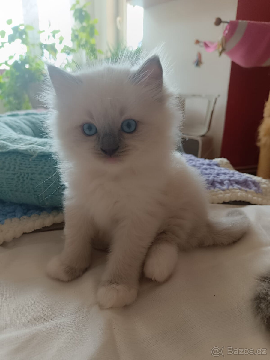 Nabízím k prodeji krásná koťátka plemene Ragdoll s PP - 2