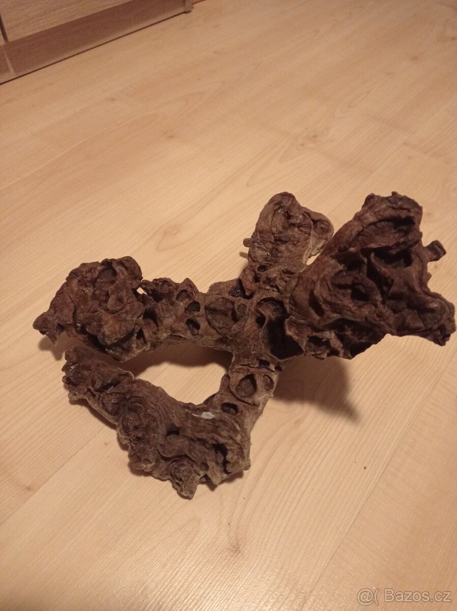 Kořen. - 2