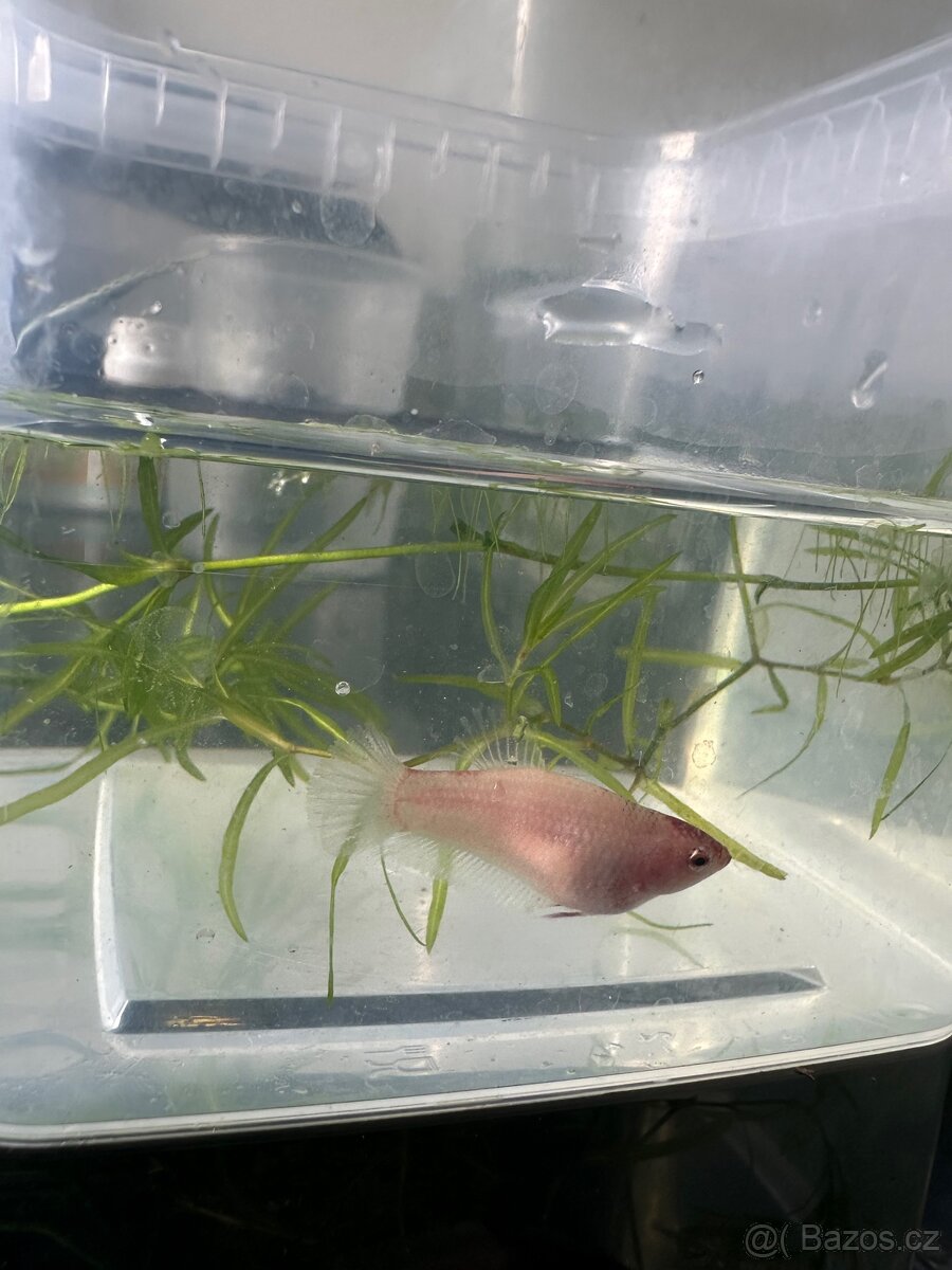 Betta- plakat - 2