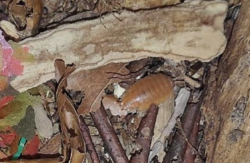 Isopody Porcellio laevis orange a Armadillidium gestroi - 2