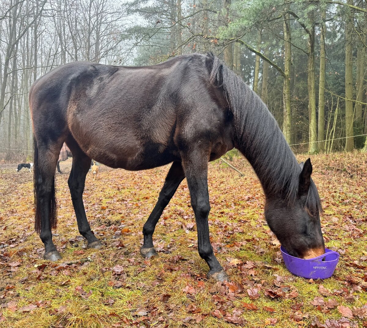 Prodám 4 letou klisnu - 2