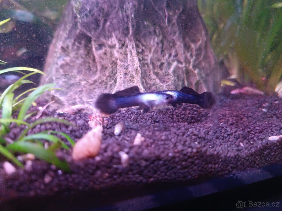 Endlerky Blue panda - 2