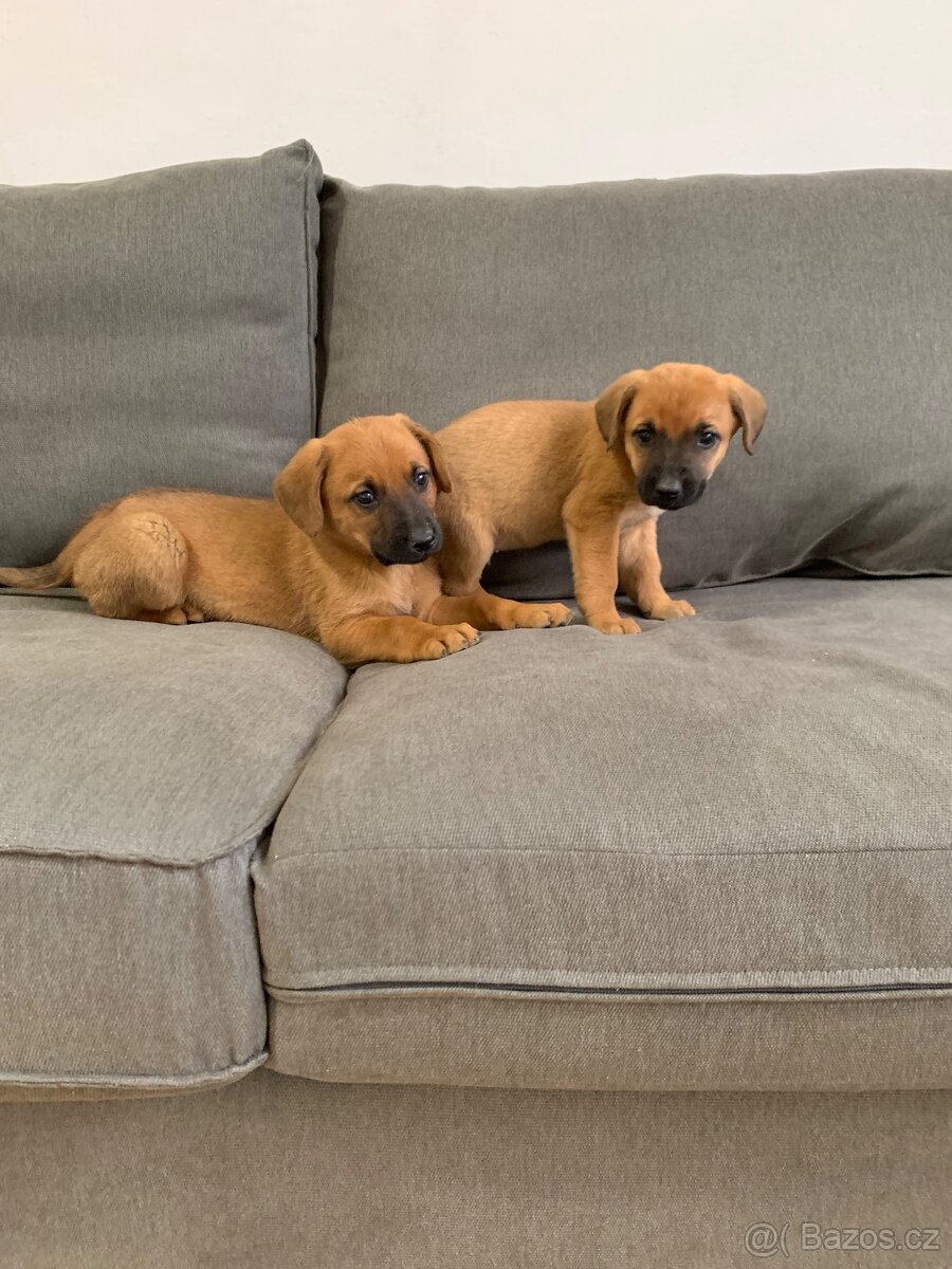 Jezevčík X Špic - 2