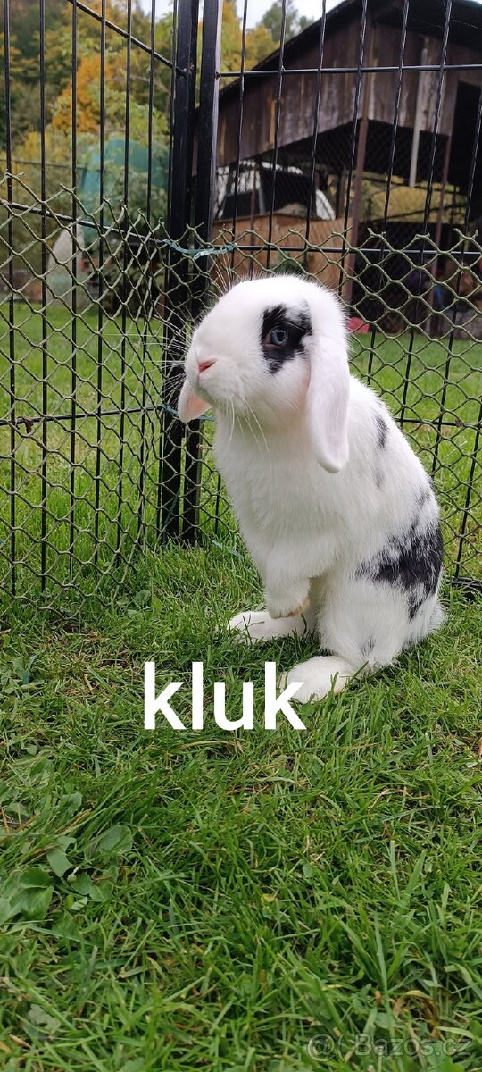 Zakrslí beránci - 2