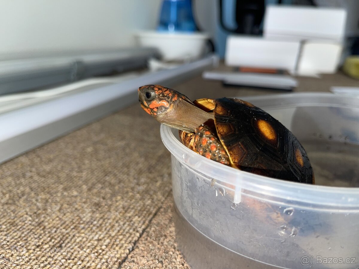 Želva uhlířská - mláďata - 2