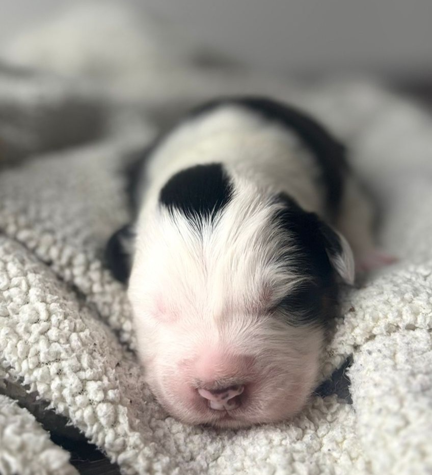 Prodám štěňata australského ovčáka s PP - 2