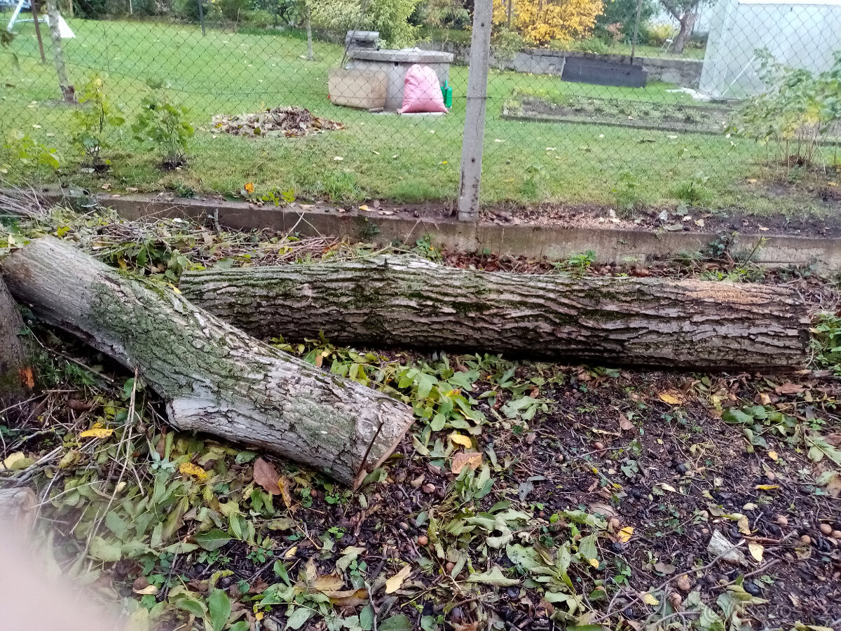 Prodám kmen ořešáku vlašského, ořech. - 2