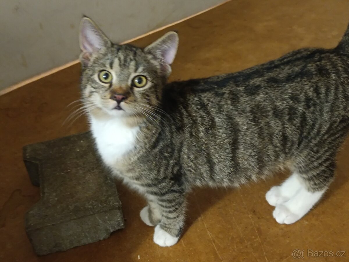 Kočka domácí-koťata - 2